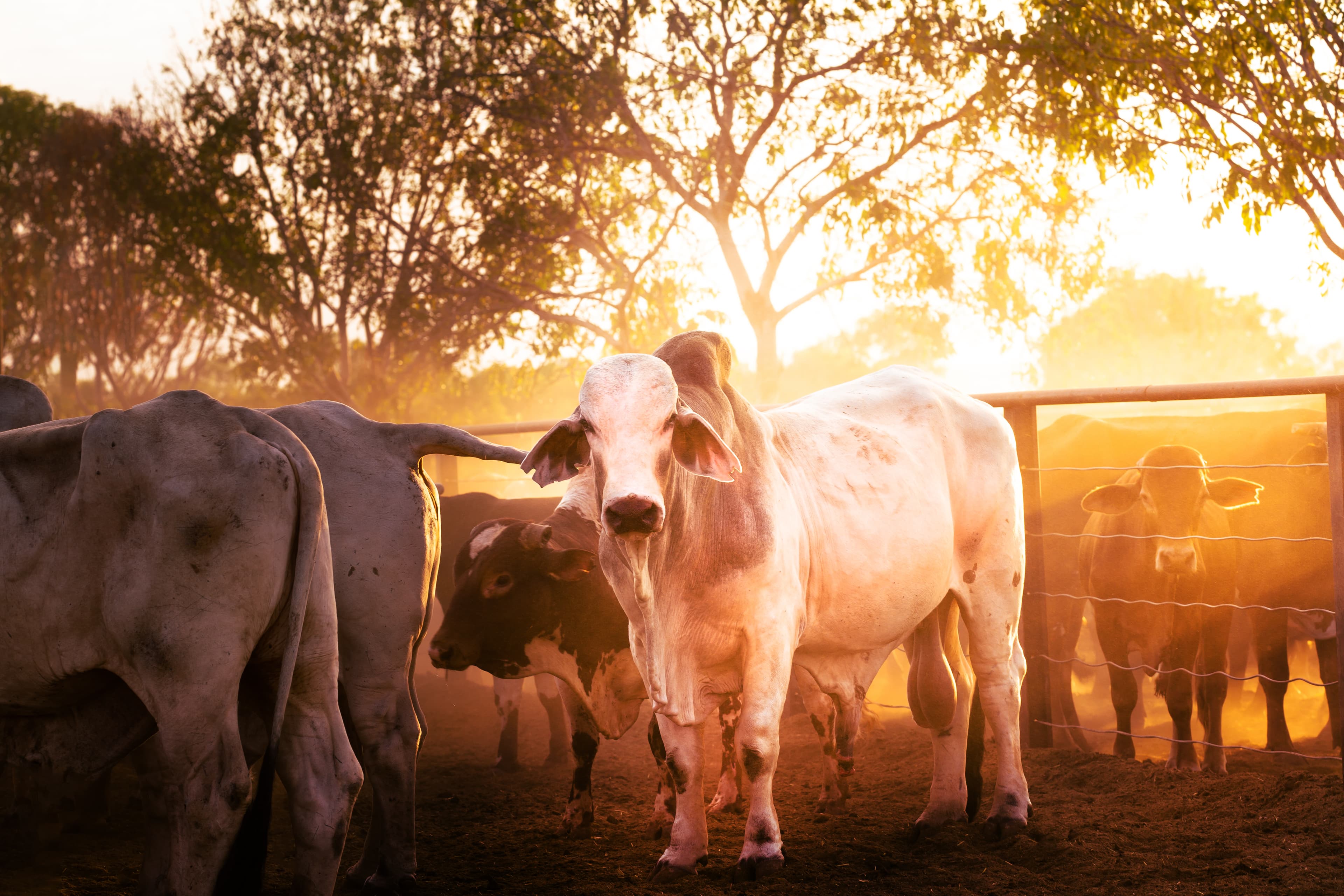 Ganado brahman al atardecer en finca colombiana