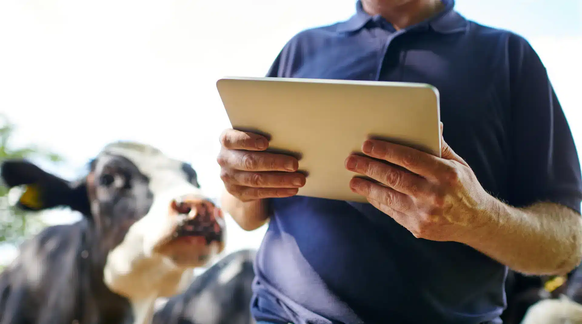 Seguro Ganadero en Colombia: el Registro Digital como Respaldo