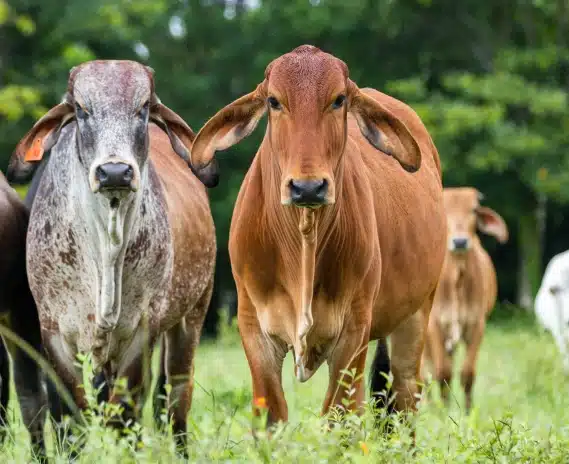 Descarte de Vacas: Cuándo Vender y Cómo Decidirlo con Datos
