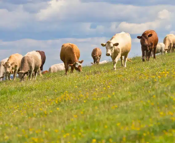 Indicadores Ganaderos Clave: Qué KPIs Medir para Mejorar tu Finca