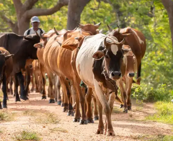 Trazabilidad Individual Bovina: Historial Completo por Animal