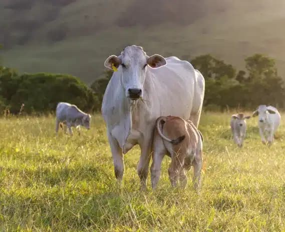 Inseminación Artificial en Bovinos: Cómo Registrarla con App