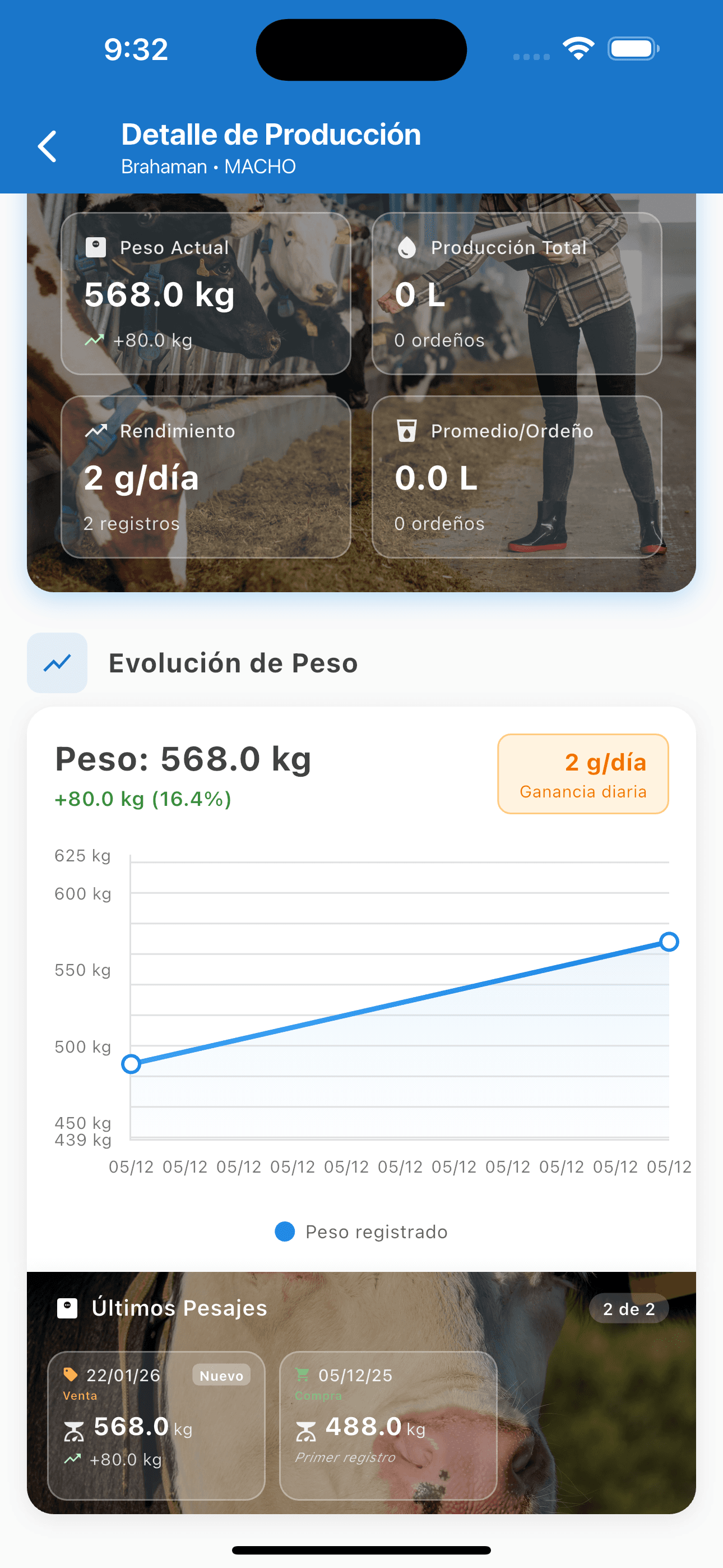 Ganancia Diaria de Peso en Bovinos: Cómo Medirla en Panamá